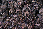 Brazilian free-tailed bat colony
