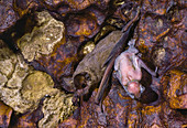 Brazilian free-tailed bat with young