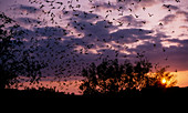 Brazilian free-tailed bats emerging at dusk