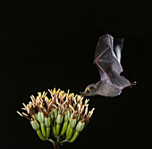 Mexican long-tongued bat at agave