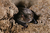 Grey myotis bat (Myotis grisescens)