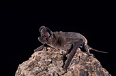 Pocketed free-tailed bat (N. femorosaccus)
