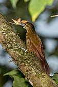 Strong-billed Woodcreeper