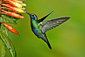 Sparkling Violetear Hummingbird