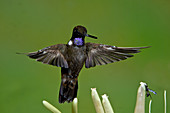 Brown inca Hummingbird