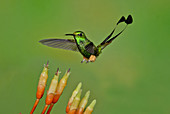 Booted Racket-tail Hummingbird