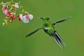 Green Thorntail Hummingbird