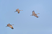 Sandhill Cranes (Grus canadensis)