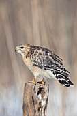 Red-shouldered Hawk (Buteo lineatus)