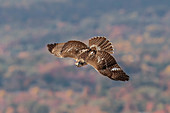 Red-tailed Hawk