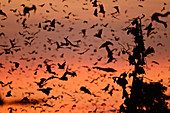 Fruit bats over Kasanka swamp, Zambia