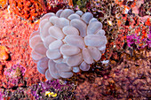 Bubble (Grape) Coral