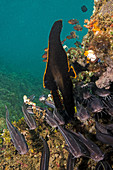 Pinnate spadefish