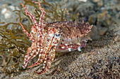 Broadclub cuttlefish