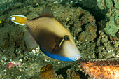 Halfmoon Triggerfish