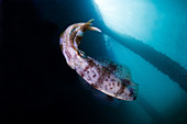 Bigfin Reef squid