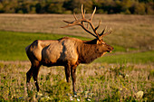 Bull Elk in Autumn