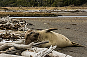 Southern Elephant Seal, Chile