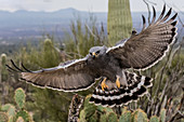 Grey Hawk, Arizona