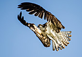 Osprey Flying, Florida