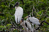 Wood Stork & Chicks