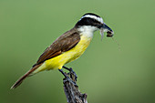 Great Kiskadee with Prey