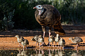 Wild Turkey and Poults