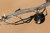 Black Widow Spider