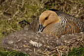 Female Upland Goose Nesting