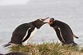 Gentoo Penguins having a Dispute