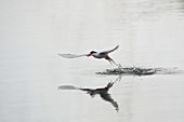 Antarctic Tern Fishing