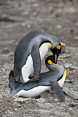 King Penguins Copulating