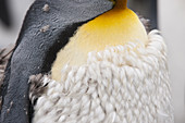 King Penguin Moulting
