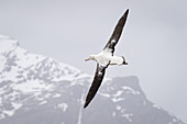 Wandering Albatross Flies over Nesting Site