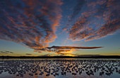 Snow Geese on Large Pond at Sunrise