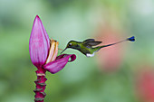 Booted Racket-Tail Hummingbird