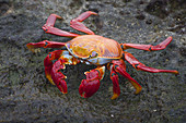 Sally Lightfoot Crab on Lava