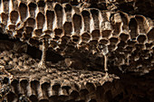 Combs of European Hornet Nest