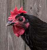 Australorp (breed) Chicken
