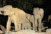 Group of Wild Asian Elephants