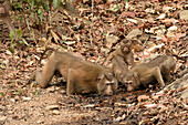 Pig-tailed Macaques Drinking