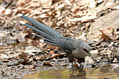 Green-billed Malkoha