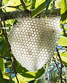 Natural honey comb built by honeybees