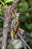 Eastern Lubber Grasshopper adult