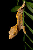Crested Gecko (Rhacodactylus ciliatus)