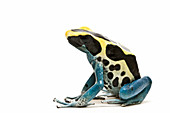 Dyeing poison dart frog