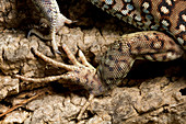 Ocellated Lizard (Timon lepidus) foot detail