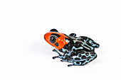 Blessed Poison Dart Frog