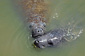 West Indian Manatees