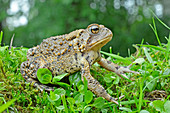 American Toad